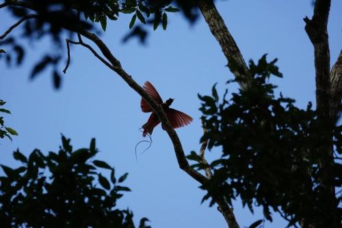 a red bird perched on a tree branch at Wai Resort - Raja Ampat in Pulau Birie