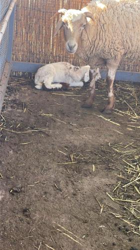 a mother sheep and a baby lamb in a pen at Palmera dar Zahra in Berkawe