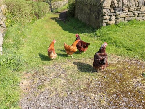 a group of chickens standing in the grass at The Barn at Heath Hall Farm in Sowerby Bridge