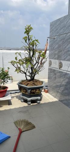 a bonsai tree in a pot on a table at HomestayGL63 - Góc Phố House in Ấp Bá Lập
