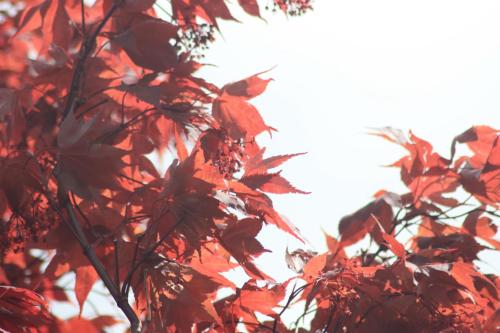 a tree with red leaves on it at Lodge of Four Seasons Golf Resort, Marina & Spa in Lake Ozark