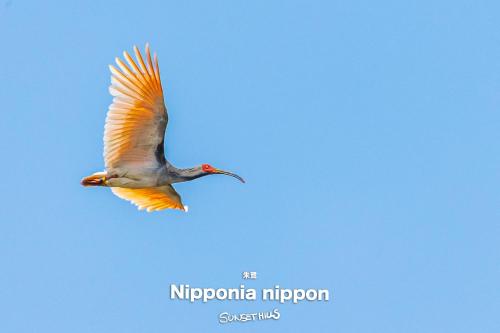 a bird flying in the blue sky at SADO Cottage SUNSETHILLS in Sado