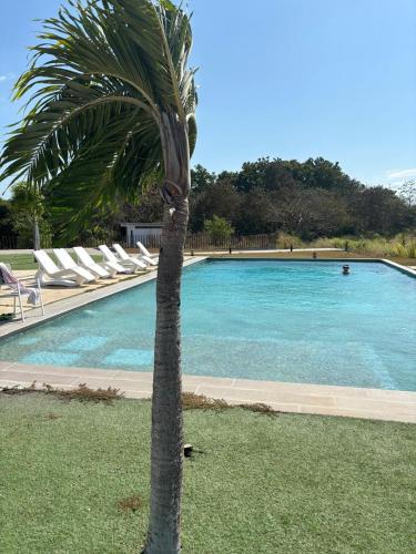a palm tree in front of a swimming pool at Summer House in Chame