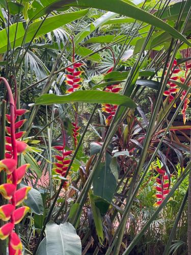 a group of plants with red flowers and green leaves at Baan Orapin in Chiang Mai