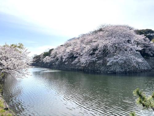a river with trees in front of a mountain at Bhome Hikone Jizo in Hikone
