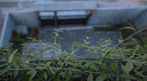 a group of plants in front of a building at Goalie Beachfront Resort in Hikkaduwa