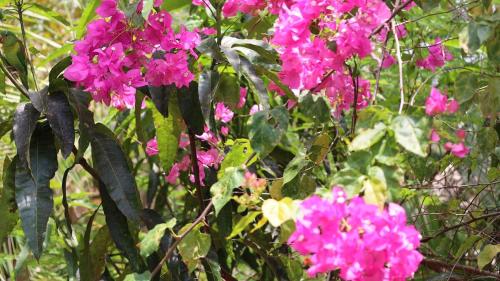 Κήπος έξω από το Beachfront Family EcoParadise to Coiba IslQueen
