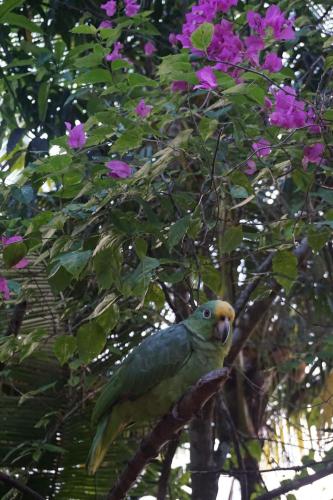 Κήπος έξω από το Beachfront Family EcoParadise to Coiba IslQueen