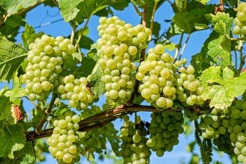 a bunch of green grapes hanging from a tree at Audotel in Carcassonne