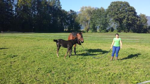 a woman standing next to a horse in a field at Rooms & Apartments Jana in Cerklje na Gorenjskem