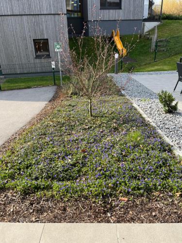 a small tree in a garden with purple flowers at Best Western Parkhotel Hagenberg in Hagenberg im Mühlkreis