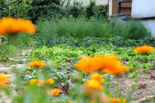 a garden filled with lots of orange flowers at Jugendstil-Hof in Langenlonsheim