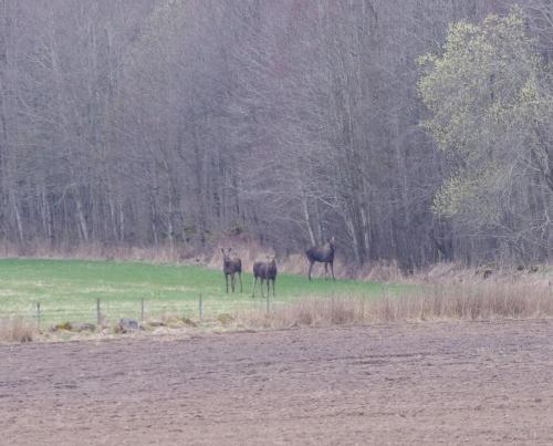 Životinje u pansionu sa uslugom doručka ili u blizini