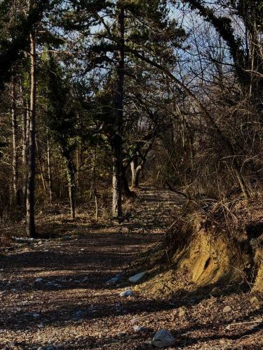 a dirt trail in a wooded area with trees at Chambre hotes avec vue panoramique sur la foret in Digne-les-Bains