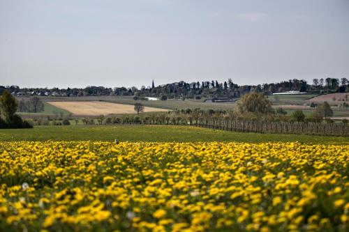 a field of yellow flowers in a green field at Vakantiewoning P3F in Plombières