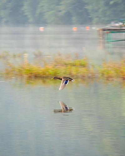 a bird flying over a body of water at Casa colț de rai in Ogradena