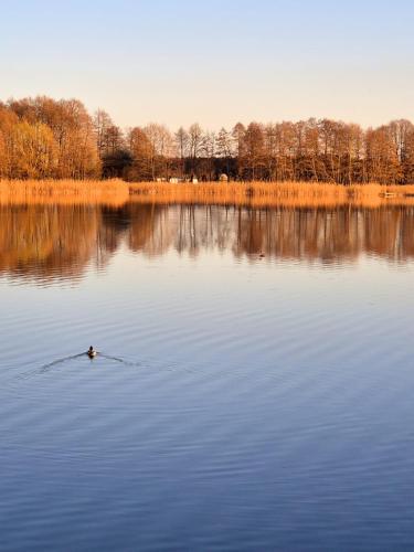 a duck swimming in a large body of water at Przystanek Osłonin- całoroczny dom na wynajem in Osłonin