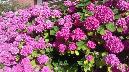 a bunch of purple flowers in front of a house at Appartement charmant avec vue sur la mer à Cabourg - 30 m² in Cabourg