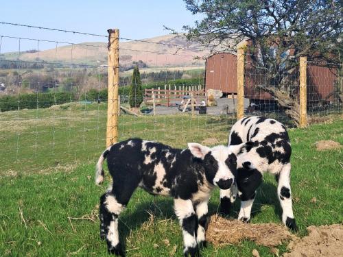 two black and white cows standing in a field at Fell Foot - Ukc5294 in Bassenthwaite