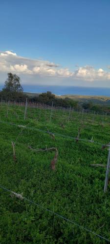 Landskap semula jadi dekat dengan penginapan di ladang