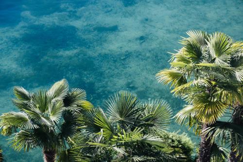two palm trees in front of the water at Hotel Central am See in Weggis