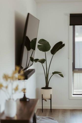 a potted plant in a room with a mirror at Pepik in Hawley Beach in Hawley Beach