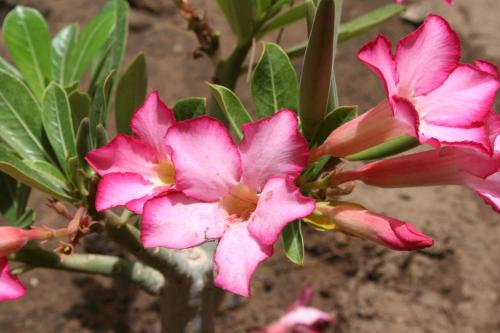 a close up of pink flowers on a plant at Auberge Keur Diame in Dakar