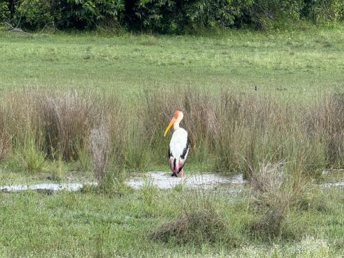 a bird walking through the tall grass in a field at Agro Village Resort , Kalpitiya in Kalpitiya