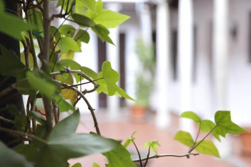 a plant with green leaves in a room at ADANAR-Las Columnas in Granada