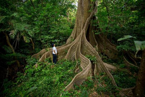 a man standing in front of a tree with its roots at Buena Vista del Rincón Eco Adventure Park Hotel & Spa in Liberia