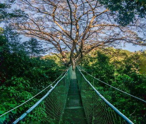 a suspension bridge in a forest with a tree at Buena Vista del Rincón Eco Adventure Park Hotel & Spa in Liberia