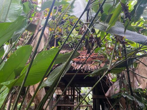 a building with a bunch of plants on it at Casa do Xingú in Leticia