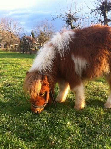 a small pony eating grass in a field at Hotel - Restaurant Hirschen - Werneths Landgasthof beim Europa- Park Rust in Rheinhausen