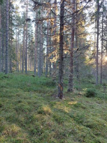 a group of trees in a forest with green grass at Djurstagården Hälsingegård in Jättendal