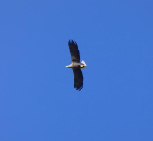 an eagle flying in a blue sky at Stoer Pods - Suilven Pod in Lochinver