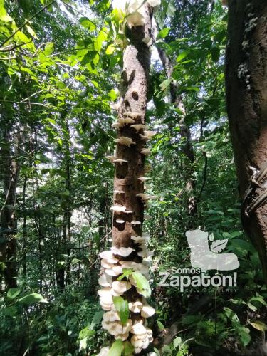 a tree with mushrooms growing on it in the forest at Somos Zapatón Catarata EL REY in Zapatón