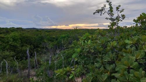 a field of plants with the sunset in the background at ORLANDO CITY PARK área de camping in Touros