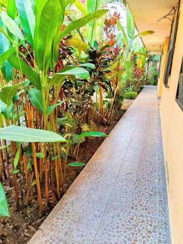 a walkway in a garden with plants at Bijao Hostel in Tarapoto