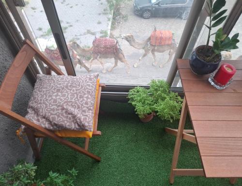 a balcony with a chair and a view of a camelcart at Azur appartement essaouira in Essaouira