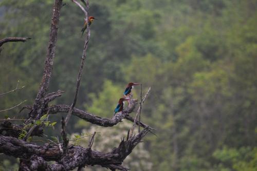 two birds perched on top of a tree branch at Bardia Wild Side Hotel in Bhurkīā