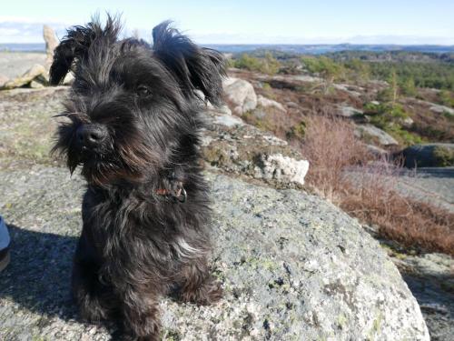 a small black dog standing on a rock at Lekanders Bär & Boende in Tyfta