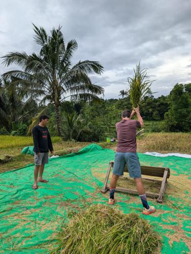 two men are holding up a palm tree in a field at Green Escape in Tetebatu