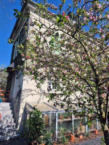 a tree with pink flowers in front of a building at Maison proche de la gare in Lisieux