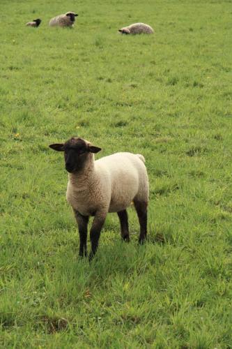 a sheep standing in a field of grass at Rhönhotel Alte Mühle in Weyhers