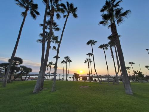 a group of palm trees in a park with the sunset at Incredible Sunsets in Puerto Rico de Gran Canaria