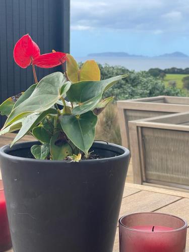 a plant in a black pot on a table with a candle at Ocean Vista Tutukaka in Tutukaka