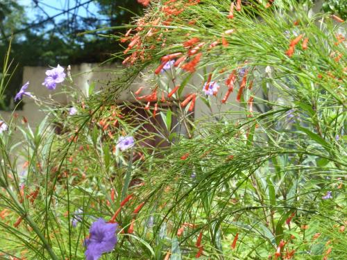 a bunch of plants with flowers in a garden at Galleon House Hotel in Charlotte Amalie
