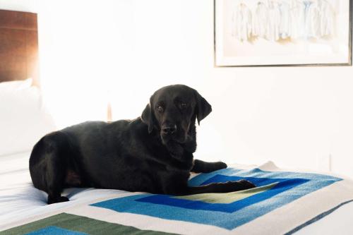a black dog laying on top of a bed at Hotel Downstreet, an Ascend Collection Hotel in North Adams