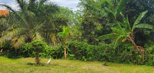 Gallery image of Ngaali Nest in Entebbe