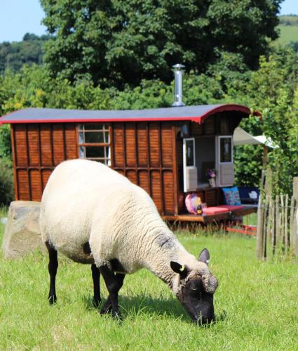 a sheep grazing in the grass in front of a house at The Edwardian Caravan 'Dora' in Lampeter